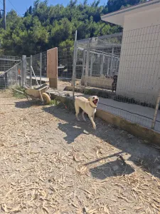Adopt Snow