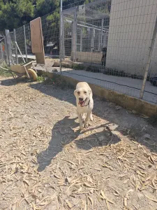Adopt Snow
