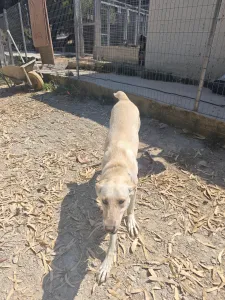 Adopt Snow