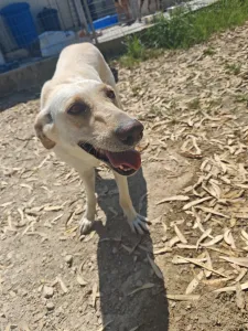 Adopt Snow