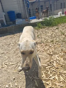 Adopt Snow