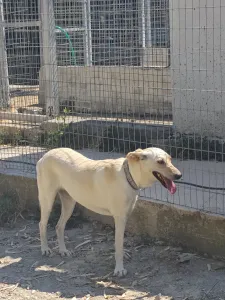Adopt Snow