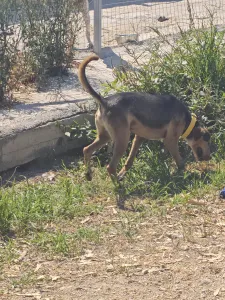 Hund Lucio adoptieren