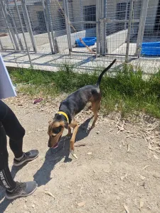 Hund Lucio adoptieren