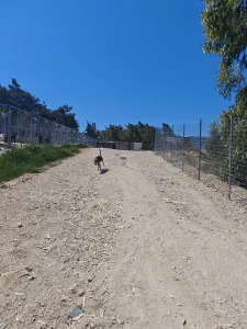 Hund Lucio adoptieren