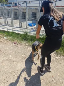 Hund Lucio adoptieren