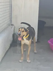 Hund Lucio adoptieren