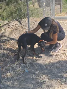 Adopt Lena