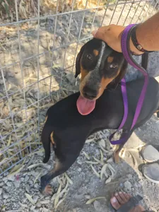 Adopt Babis