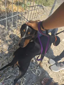 Adopt Babis