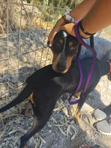 Adopt Babis
