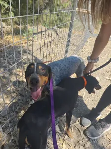 Adopt Lena
