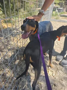 Adopt Babis