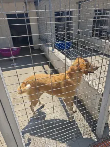 Adopt Dizon