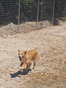 Adopt Dizon