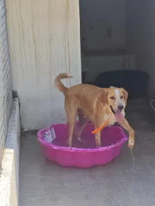 Adopt Dizon