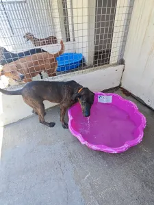 Hund Tina adoptieren