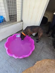 Hund Tina adoptieren