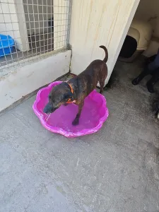 Hund Tina adoptieren