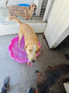 Adopt Dizon