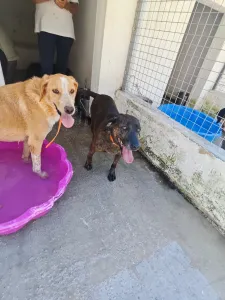 Adopt Dizon