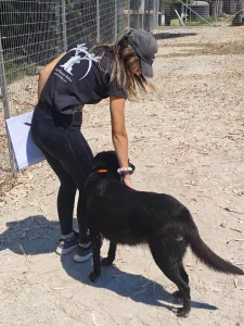 Adopt Anni