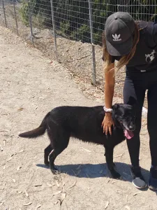 Adopt Anni