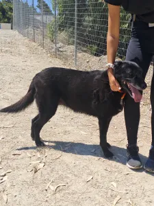 Adoptionsprofil für Anni