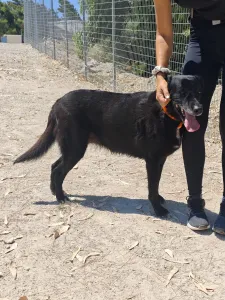 Adopt Anni