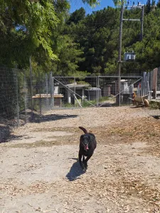 Adopt Anni