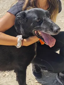 Adopt Anni
