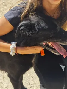 Adopt Anni