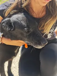 Adopt Anni