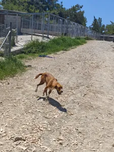 Hund Olive adoptieren
