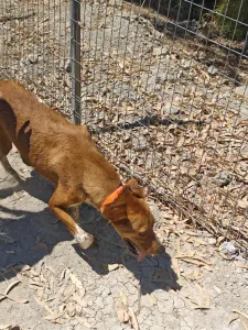 Hund Olive adoptieren