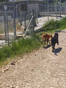 Hund Olive adoptieren