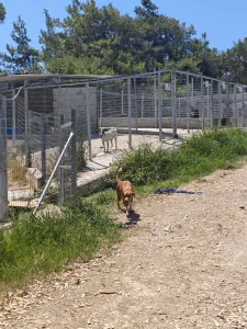 Hund Olive adoptieren