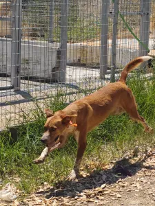 Hund Olive adoptieren