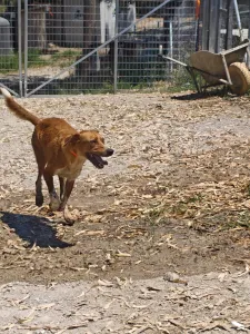 Hund Olive adoptieren