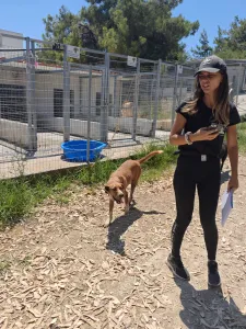 Hund Olive adoptieren