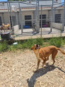 Hund Olive adoptieren