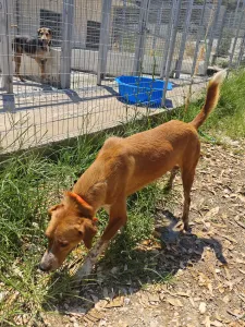 Hund Olive adoptieren