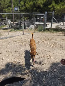 Hund Olive adoptieren
