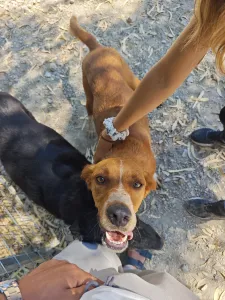 Hund Olive adoptieren