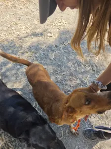 Hund Olive adoptieren