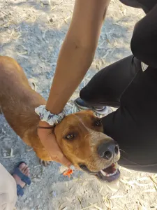 Hund Olive adoptieren