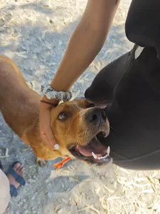 Hund Olive adoptieren