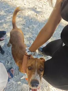 Hund Olive adoptieren