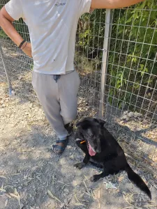 Adopt Anni