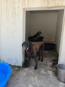 Adopt Tim